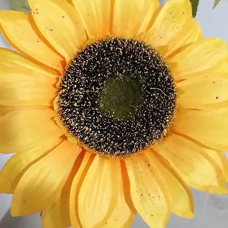 Prázdninový dům Il Girasole Montescaglioso